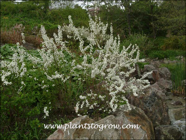 This shrub has been pruned eliminating a lot of the twiggyness giving a neater silhouette